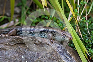 Garden Skink (Lampropholis guichenoti) Taking a Sun Bath on a Stone between Blades of Grass, Queensland, Australia