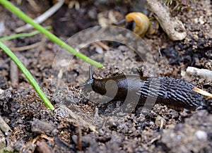 Garden slug