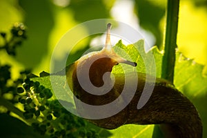 Garden slug on a vine leaf in a sunny garden