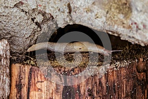 Garden slug on a wet stump