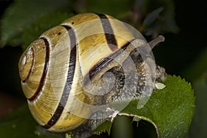 Garden snail