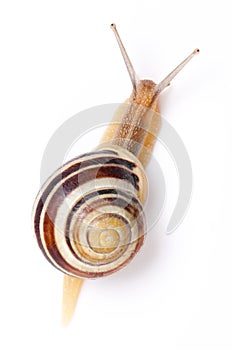 The garden snail