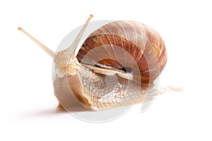 The garden snail photo