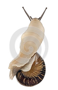 Garden Snail