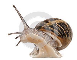 Garden Snail