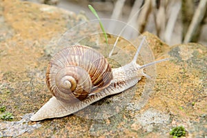 Garden snail