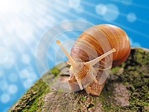 Garden snail