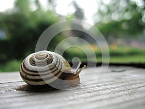 Garden Snail