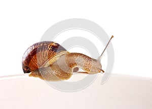 Garden snail