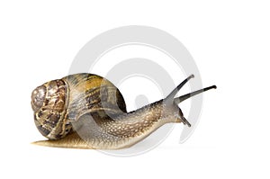 Garden snail