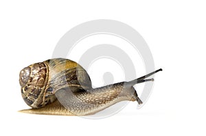 Garden snail