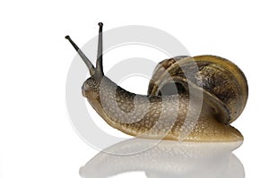 Garden snail