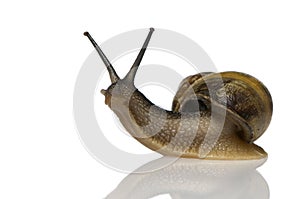 Garden snail