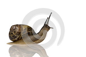 Garden snail