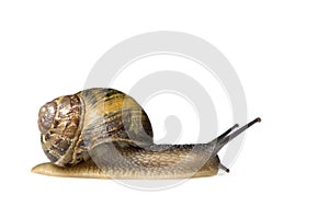 Garden snail