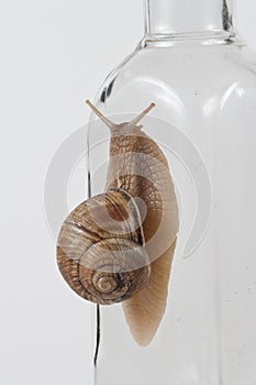 Garden Snail