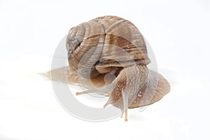 Garden Snail