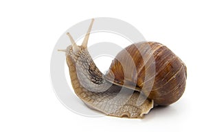 Garden snail