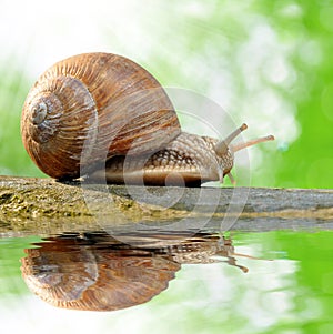 Garden snail