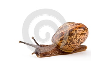 Garden snail