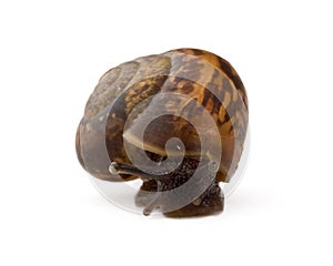 Garden snail