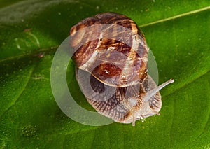 Garden snail