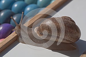 Garden Snail on the abacus background