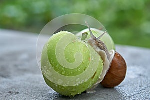 Garden snail on an apple.