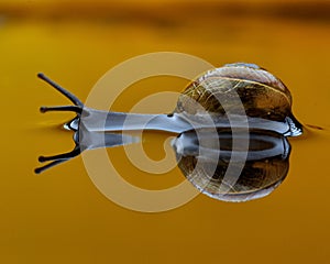 Garden Snail, Arianta arbustorum in the water mirror 3