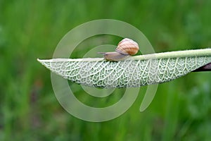 Garden snail is on the back of the leaf, Helix aspersa, macro photography