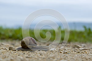 Garden snail on a blurry background