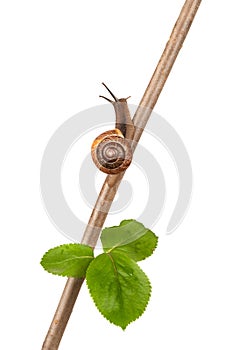 Garden snail on a branch, isolated on white