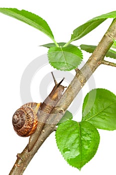 Garden snail on a branch, isolated on white