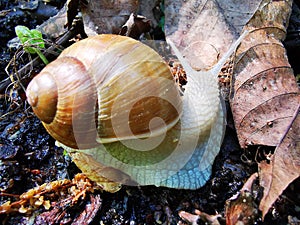 Garden snail with brown shell