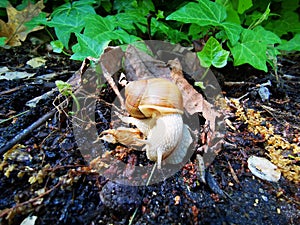 Garden snail with brown shell