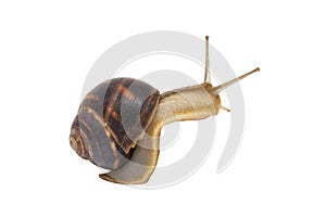 Garden snail with brown striped shell is crawling on a white background. Garden snail isolated on white