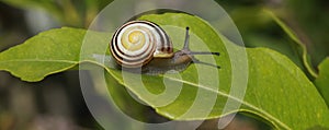 Garden snail (Cepaea hortensis) on a leaf