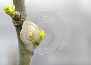 Garden snail cepaea hortensis