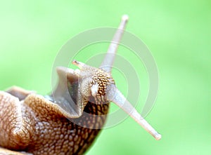 Garden snail , close up