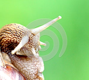 Garden snail , close up