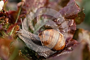 Garden snail close up on a leaf. Helix pomatia also Roman snail, burgundy snail, edible snail or escargot