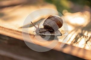 Garden snail close up on a leaf. Helix pomatia also Roman snail, burgundy snail, edible snail or escargot