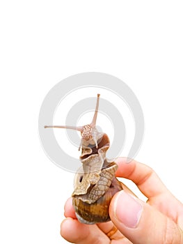 Garden snail close-up in a man`s hand isolated on a white