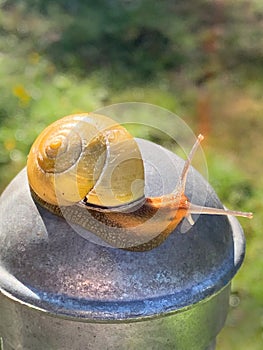 Garden Snail Closeup in Garden Vertical