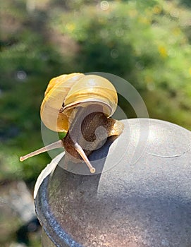 Garden Snail Closeup in Garden Vertical