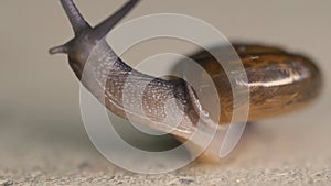 Garden snail on concrete floor