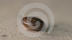 Garden snail on concrete floor