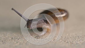 Garden snail on concrete floor