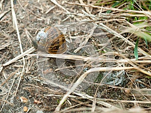 Garden Snail & x28;Cornu aspersa& x29; Overhead with Shell