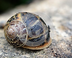 Garden snail (Cornu aspersum)